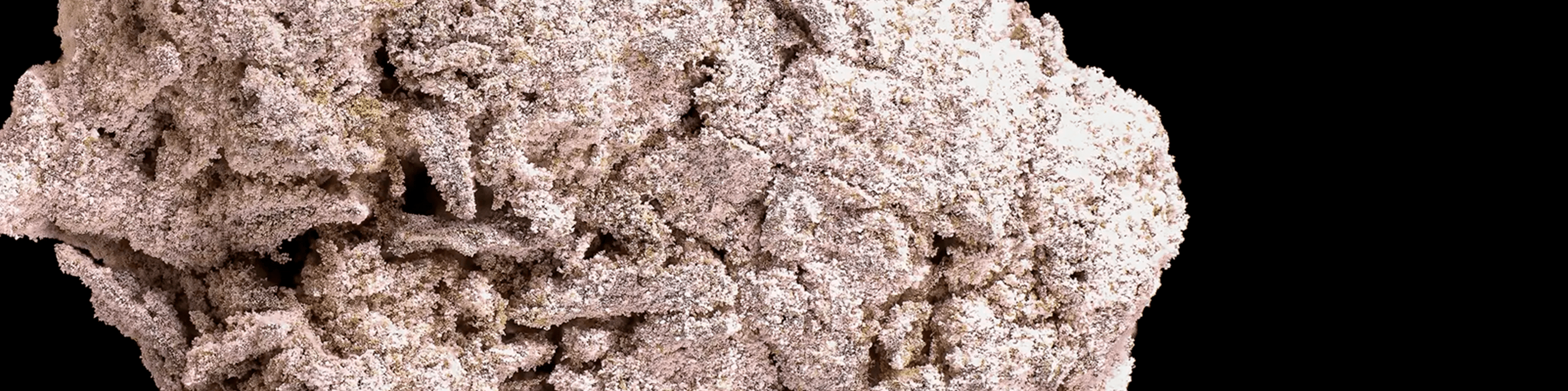 Dark green to purple cannabis buds with orange pistils and a dense structure.