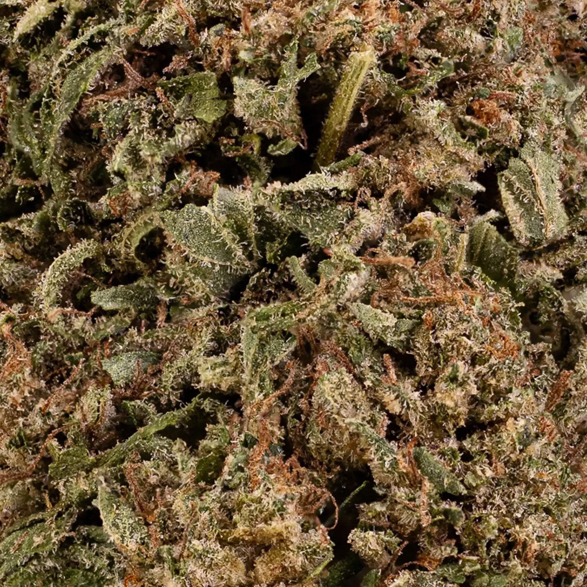 Close-up of cannabis buds with trichomes