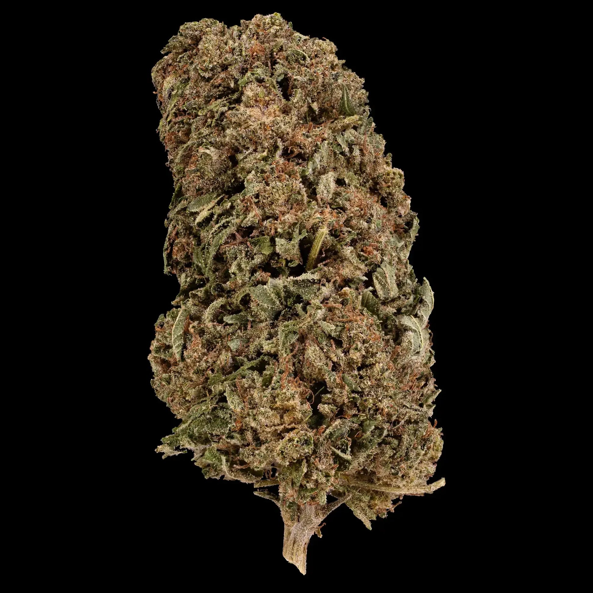 Close-up of a cannabis bud on a black background