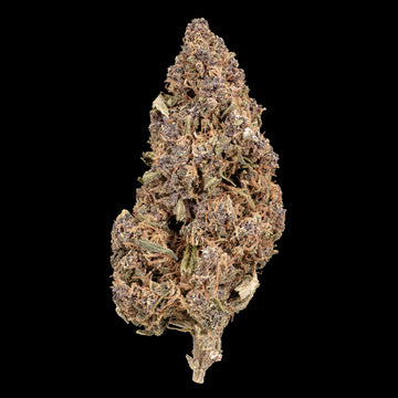 Sundae Diver - 17% CBD