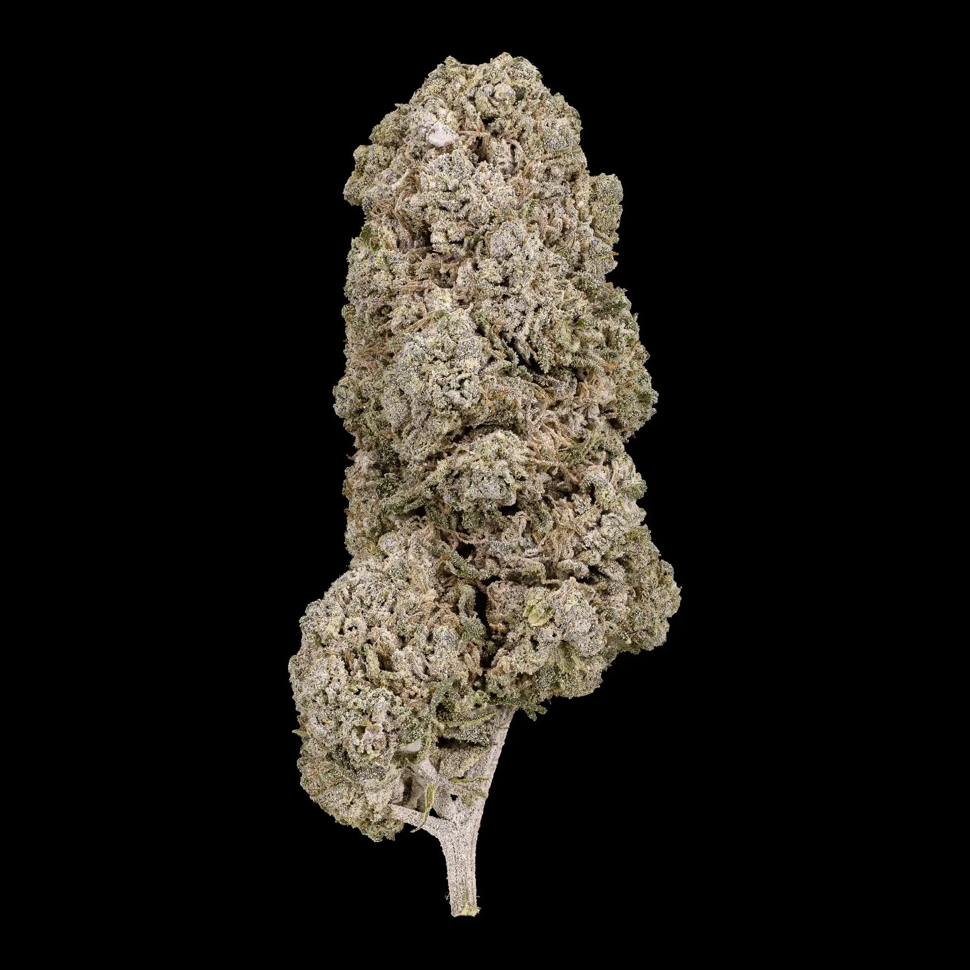 Close-up of a cannabis bud on a black background
