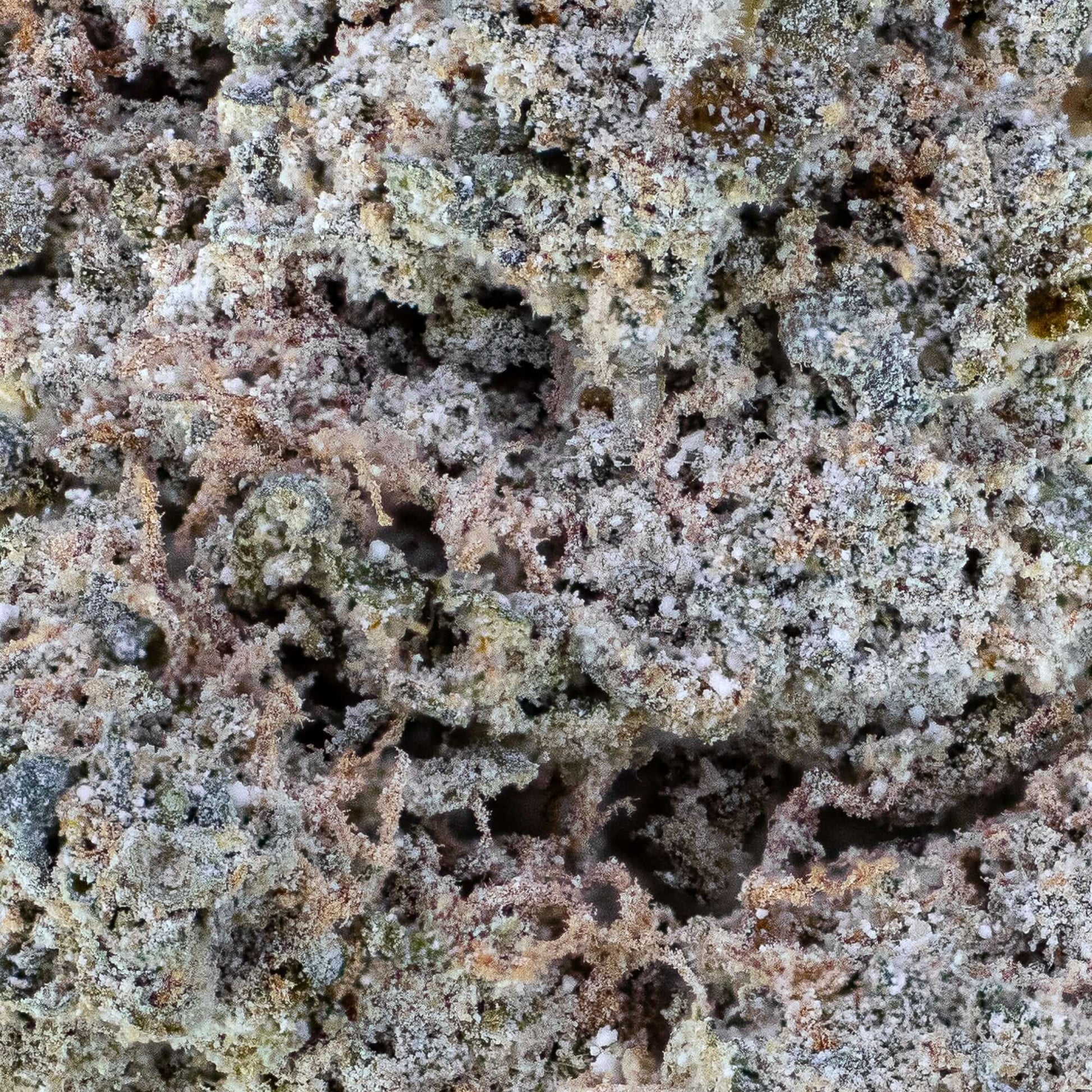 cosmic kush weedshop thca flower close up macro shot