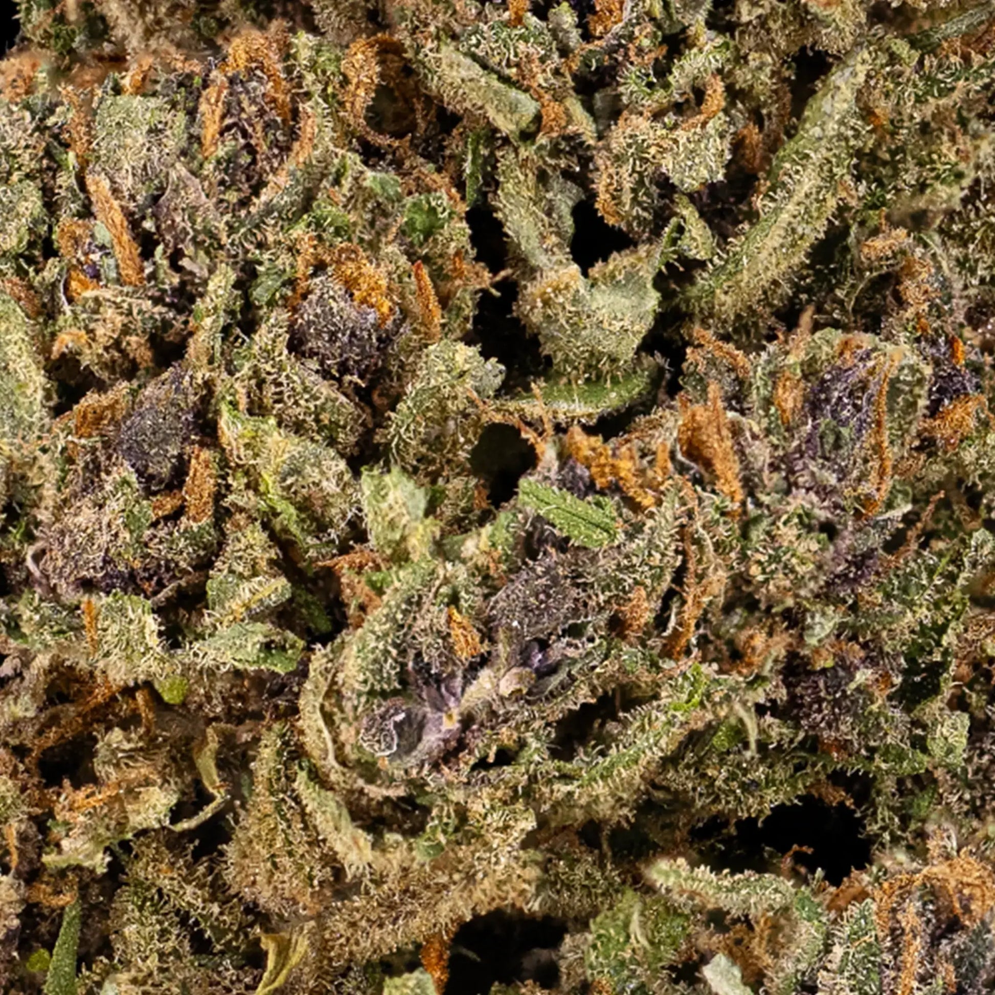 Close-up of cannabis buds with trichomes and orange hairs.