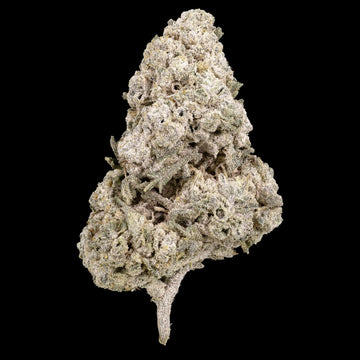 Close-up of a cannabis bud on a black background