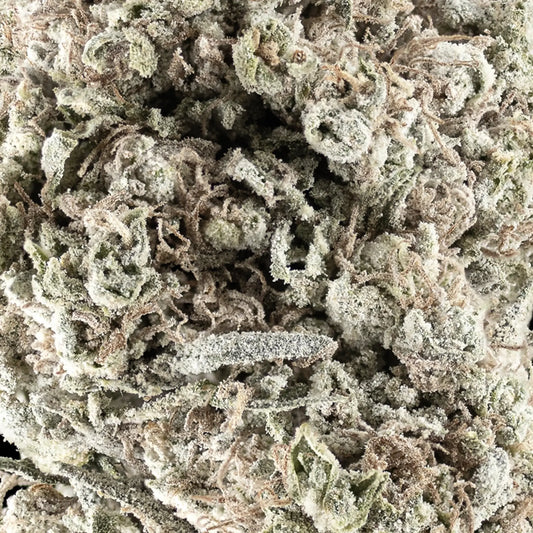 weedshop n1 sativa cannabis thca flower close up macro shot