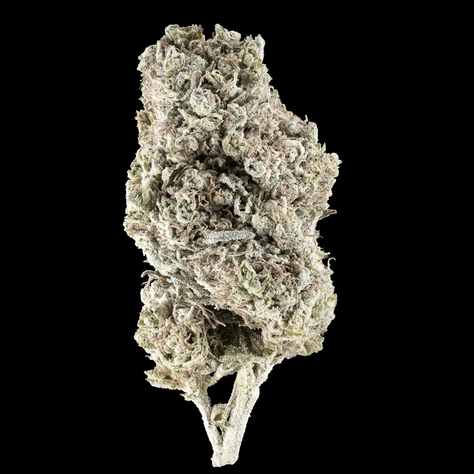 weedshop n1 sativa cannabis thca flower 