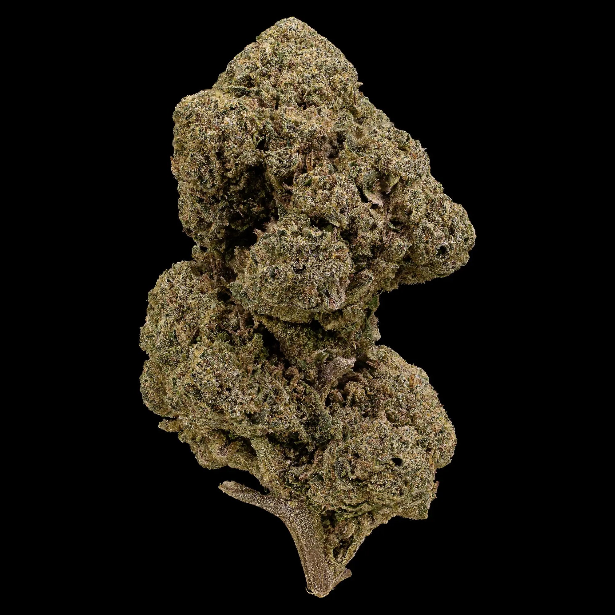 O.G. Kush 12% CBD glasshouse cannabis flower with compact kush buds