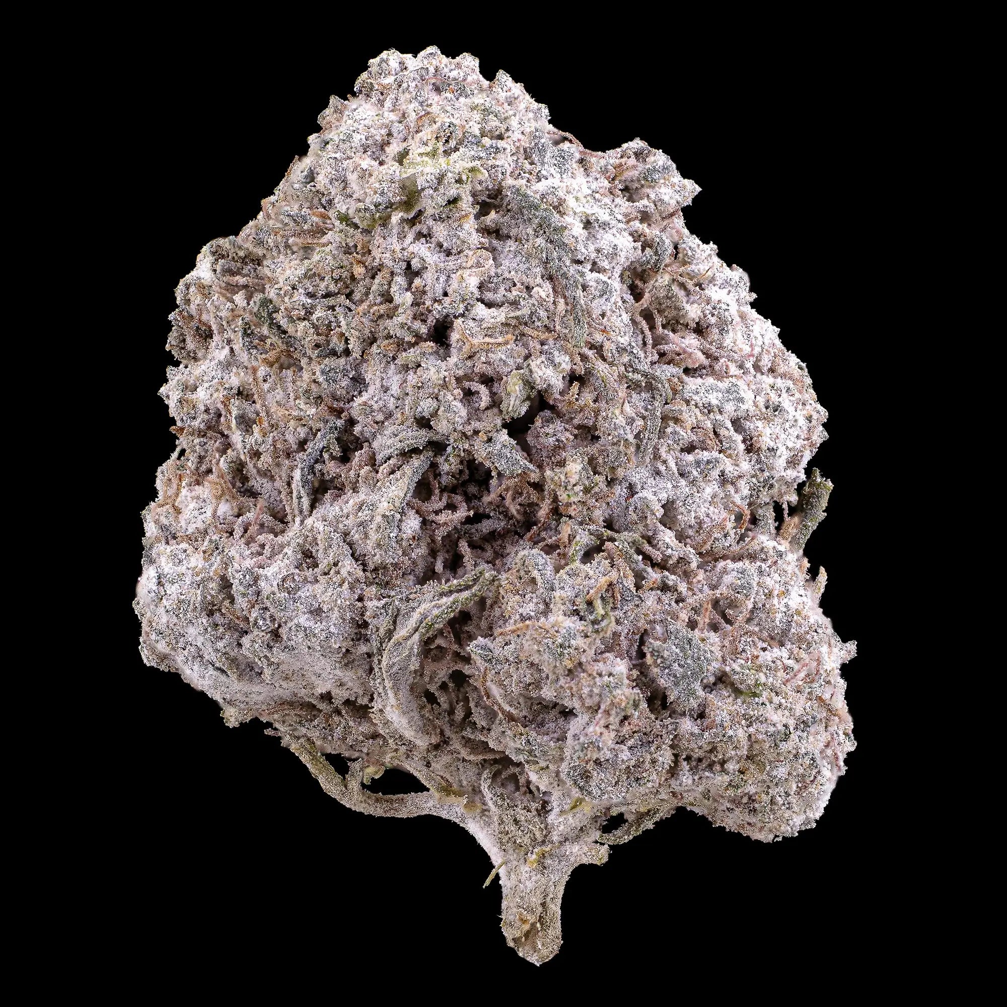 Odense OG 23% THCA indoor cannabis flower with dense frosted trichomes