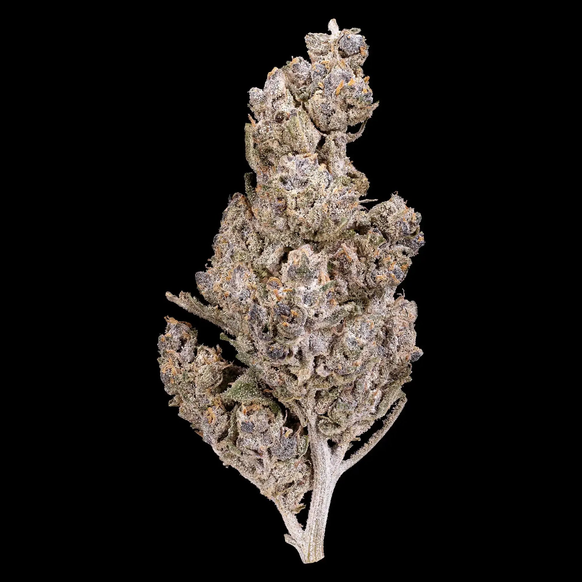 Dried cannabis bud on a black background