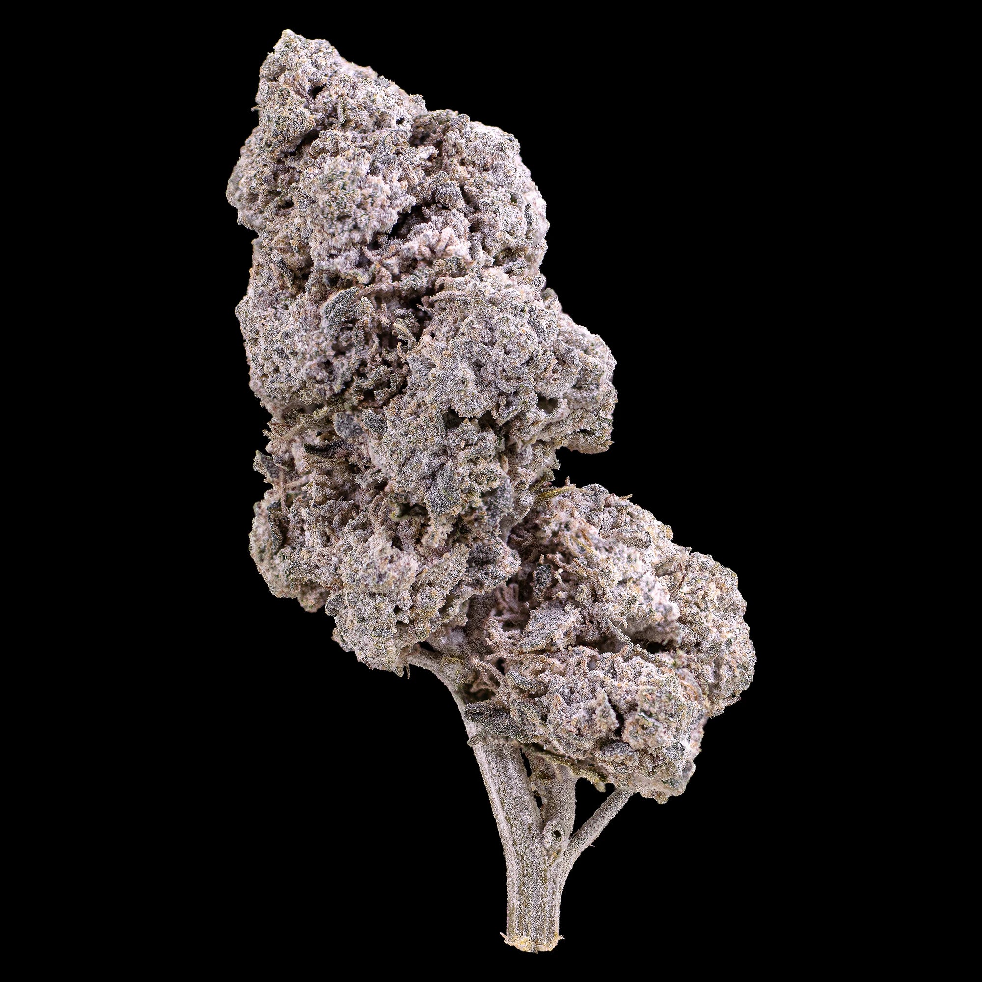La Runtz 25% THCA indoor cannabis flower with purple hues and dense trichomes