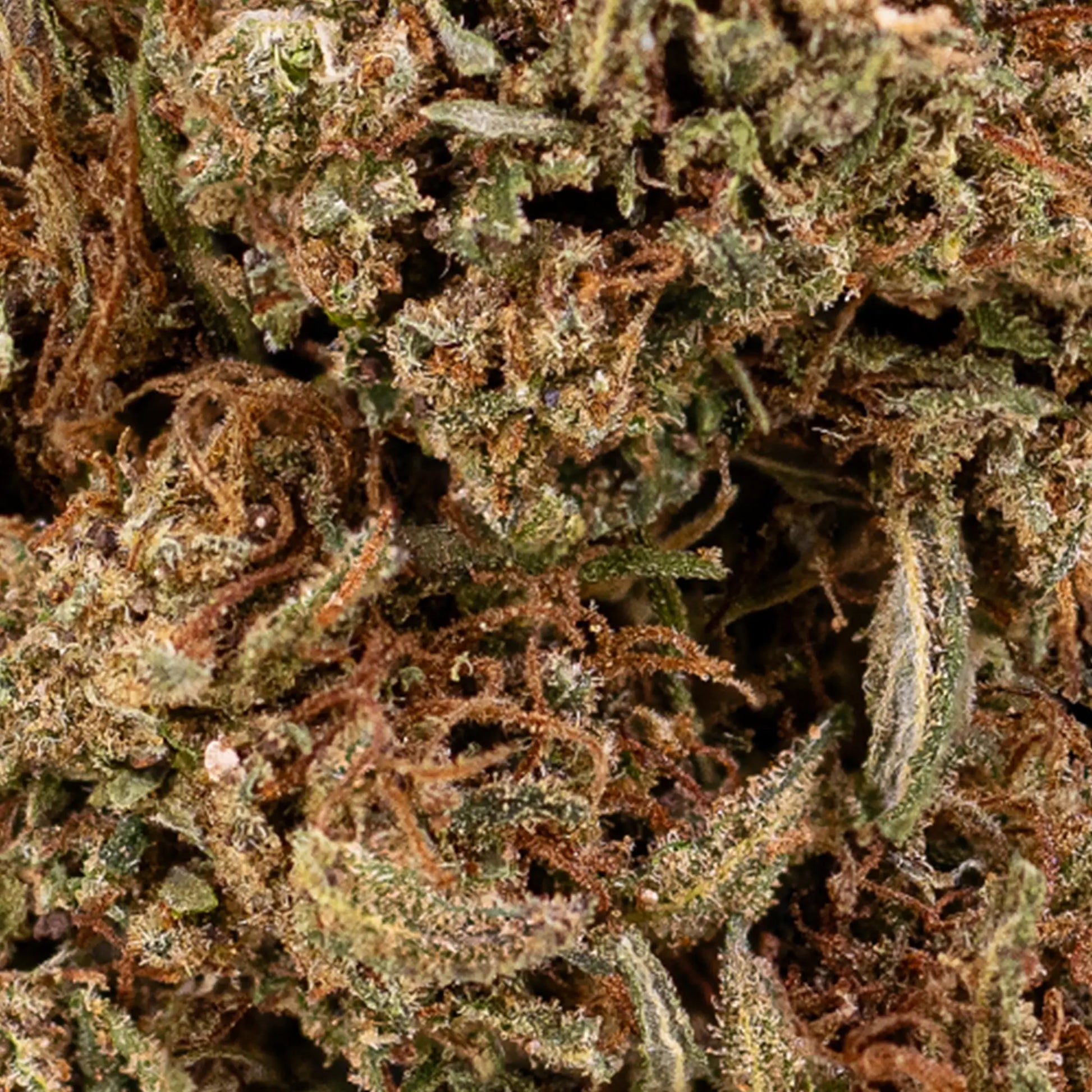 Close-up of cannabis buds with a focus on texture and color.