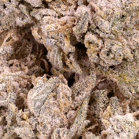 Stockholm Special - 23% THCA