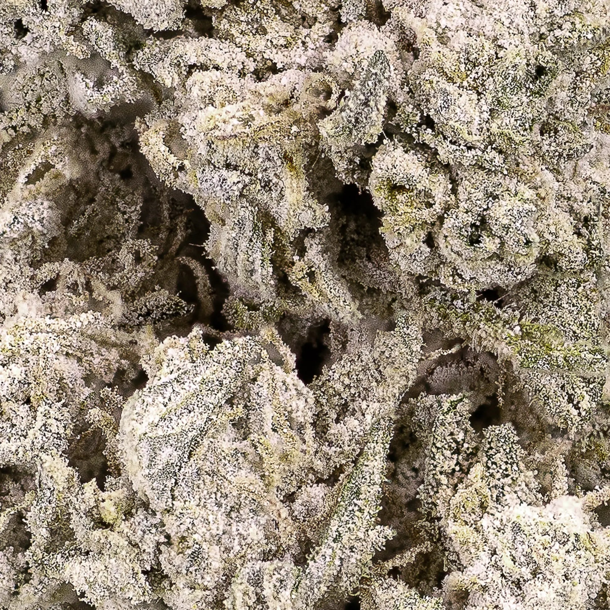 weedshop cannabis stockholm special thca flower macro shot close up