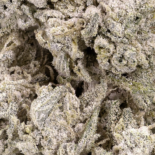 weedshop cannabis stockholm special thca flower macro shot close up