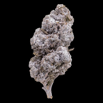 Tiger King 24% THCA indoor cannabis flower with dense frosted trichomes