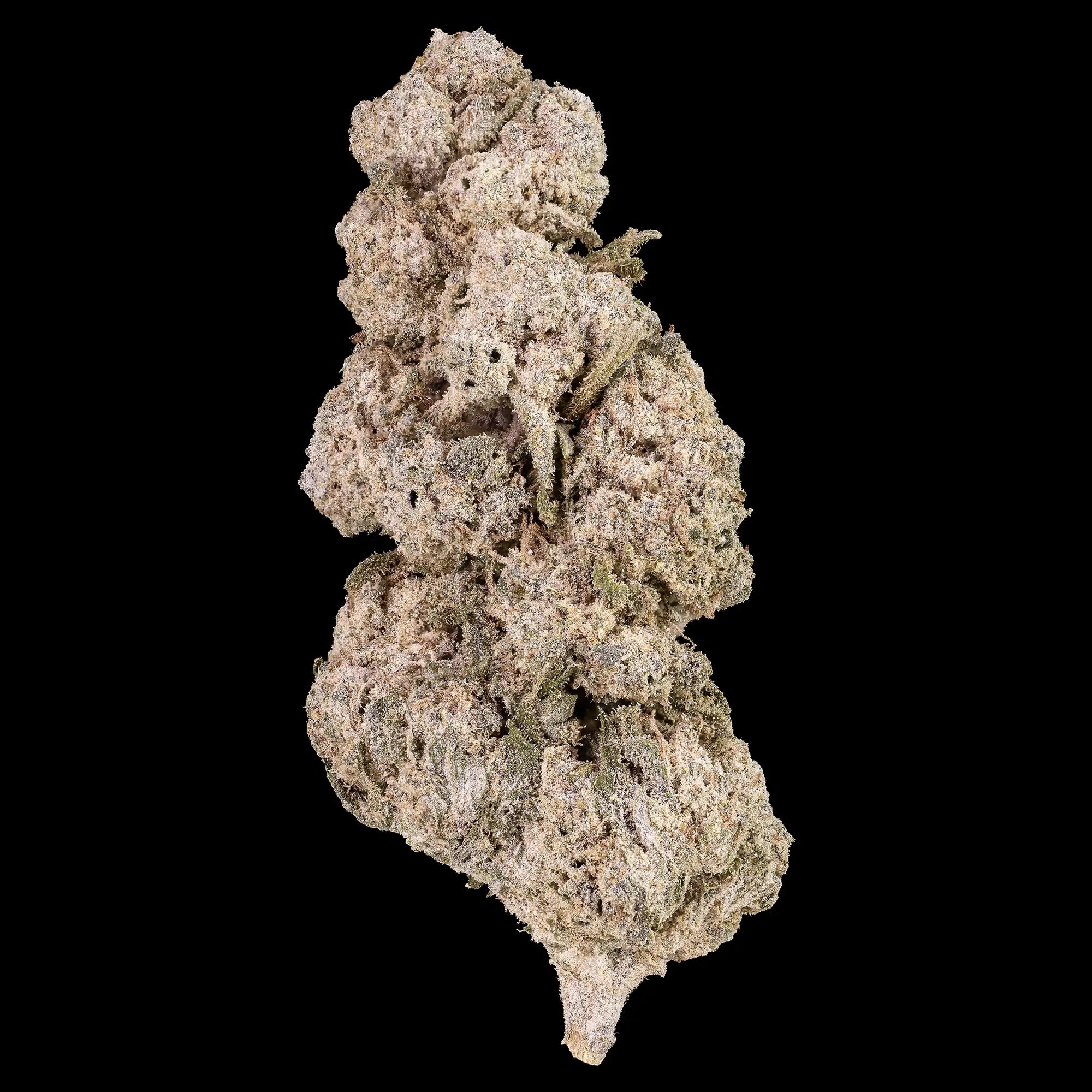 Close-up of a cannabis bud on a black background