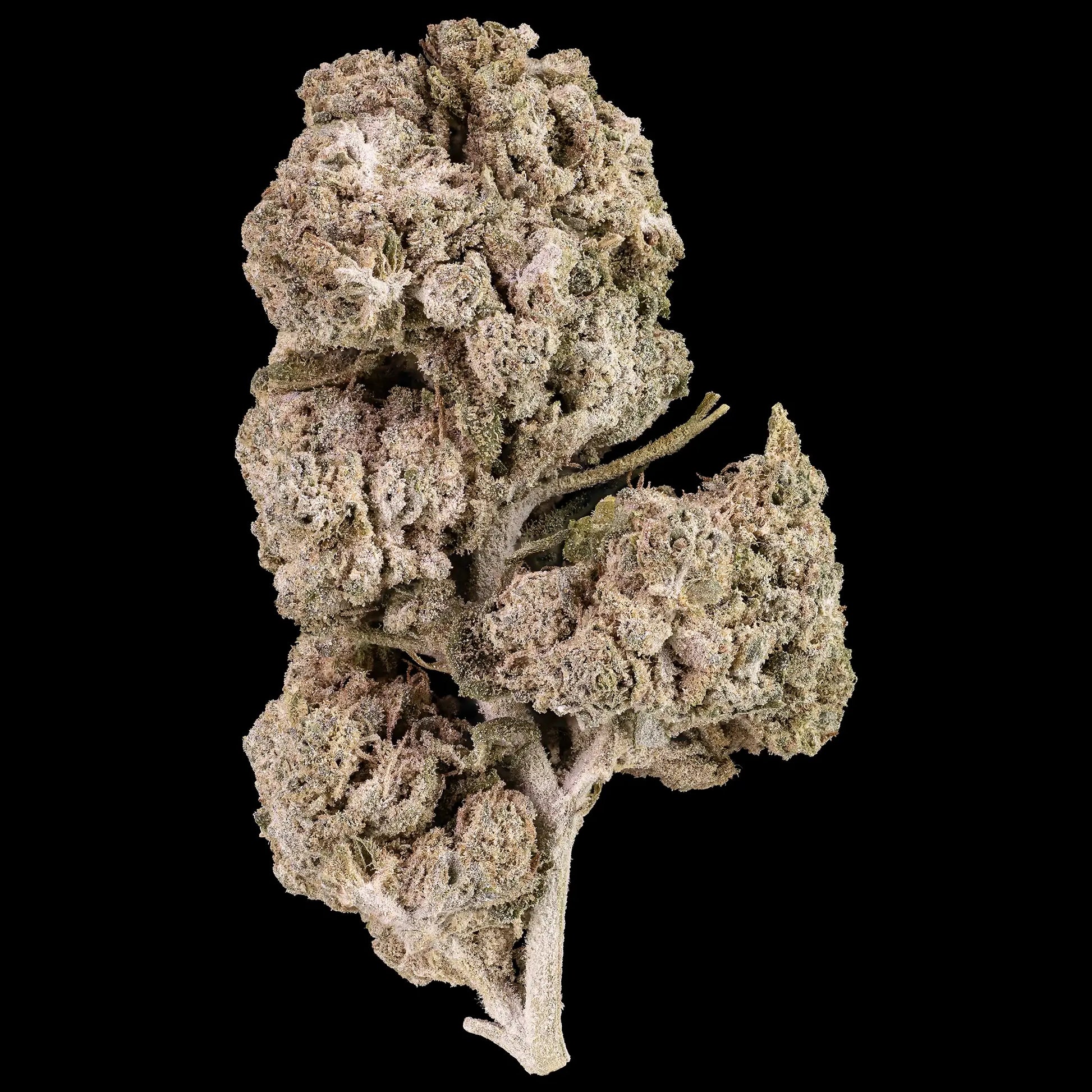 White Cali THCA flower with heavy trichome coverage and frosty structure
