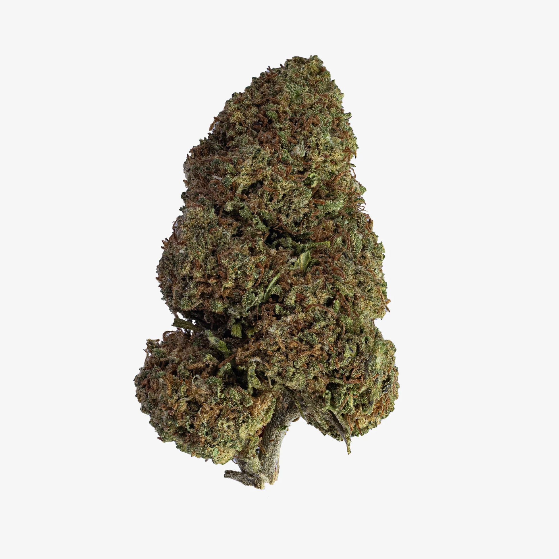 Kompakt, kegleformet bud med levende grønne blade og tydelige orange tråde, der fremhæver den indica-dominerede genetik.