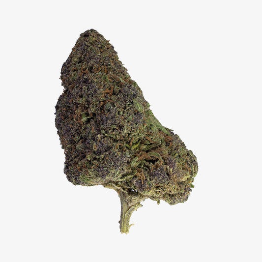 Nærbillede af Chronic Haze-topskud med mørkegrønne og lilla nuancer, dækket af ravfarvede trichomer mod lys baggrund.