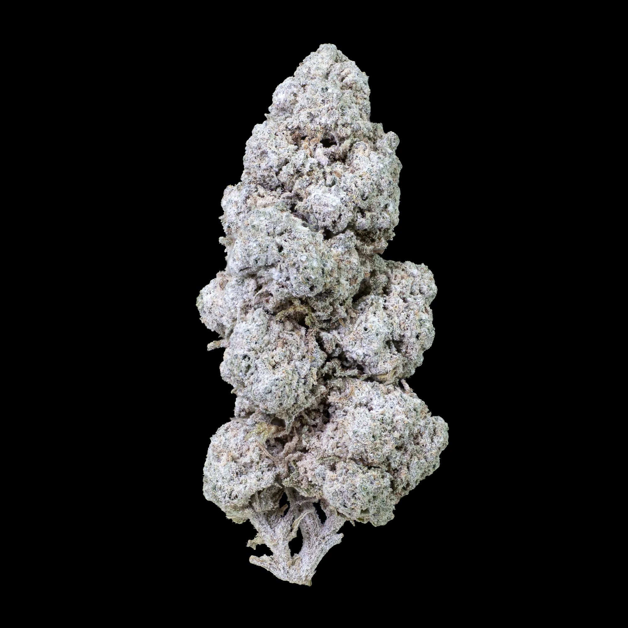 Kompakt og afrundet topskud af sorten Filur, med lysegrønne og hvide nuancer, tæt struktur og tydelig trichomdækning, fotograferet mod hvid baggrund.