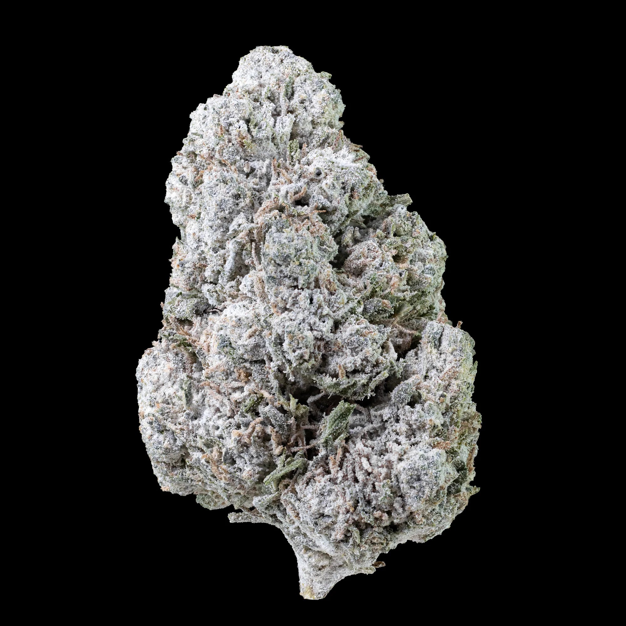 Gorilla Glue topskud med tæt struktur, mørkegrønne nuancer og ravfarvede pistiller. Dyrket i glasshouse med synlige THCA-trichomer.