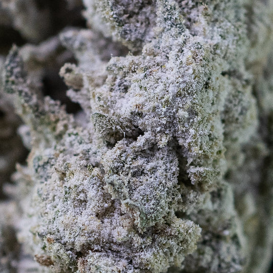 Makrobillede af Grandaddy Kush, der viser tæt trichomedækning og struktur på blomsten i detaljer.