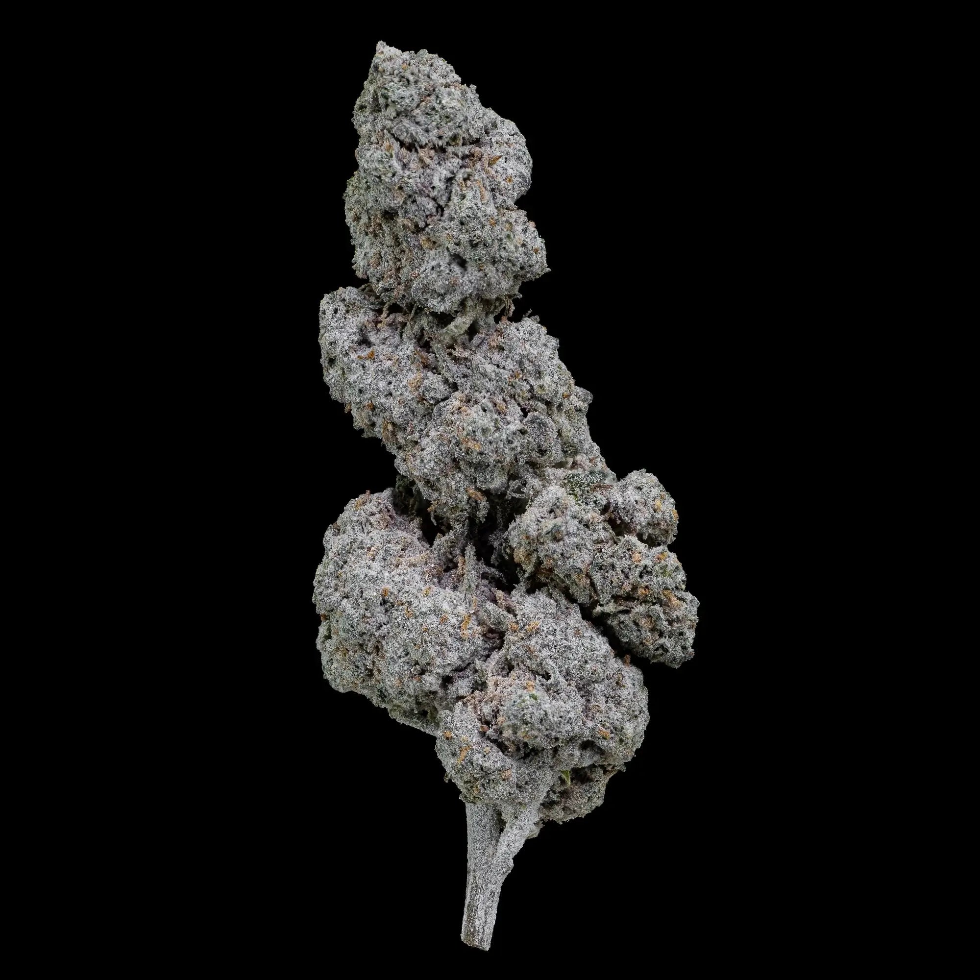 Papaya Runtz 22% THCA glasshouse cannabis flower with dense resin buds